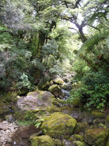 Lake Waikaremoana Great Walk