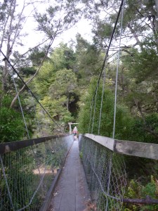 Swingbirdge on the Lake Waikaremoana Great Walk