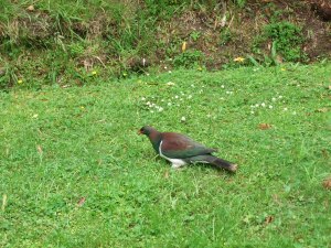 Kereru (wood pigeon)