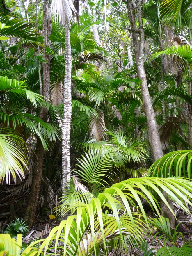 Kenetia palms