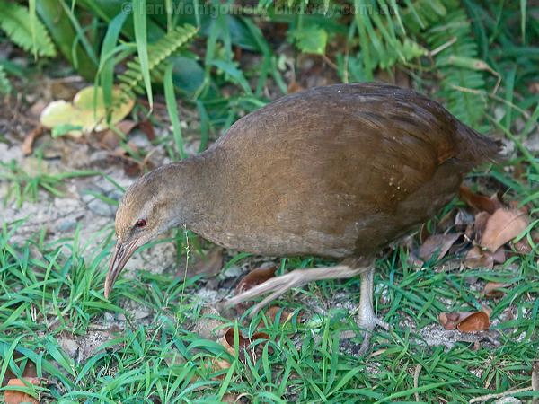 Lord Howe woodhen