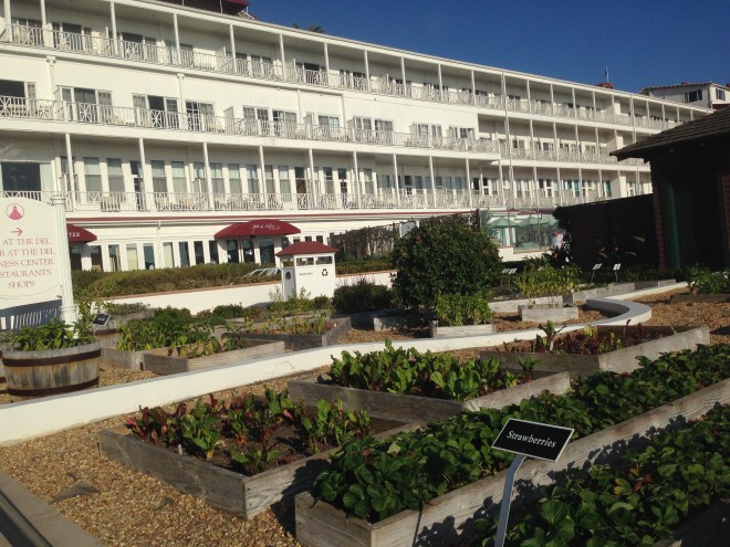 Strawberry beds at Hotel del Coronado
