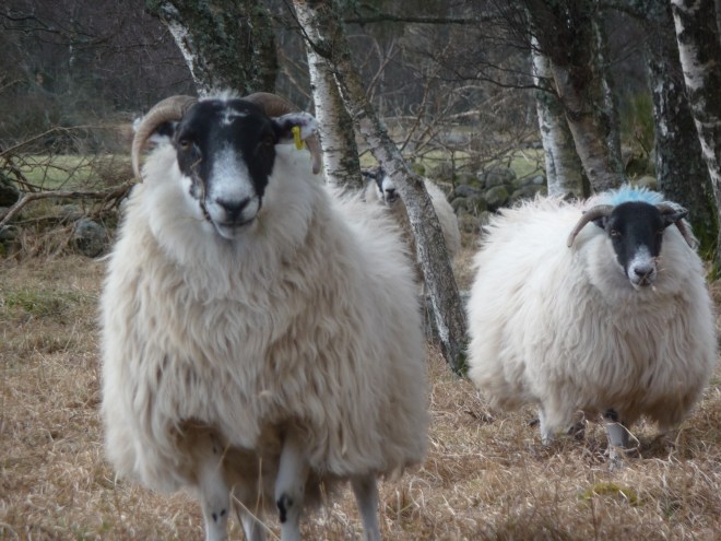 Highland sheep