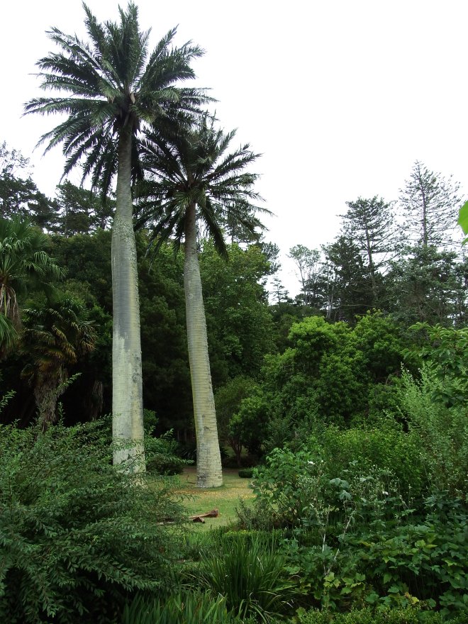 Brazilian palm trees, Mansion House gardens, Kawau Island